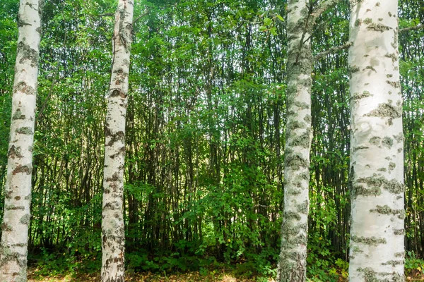 Існує Береза Стовбурів Фонові Текстури Тонкі Дерева Лісі Фінляндія Літо — стокове фото