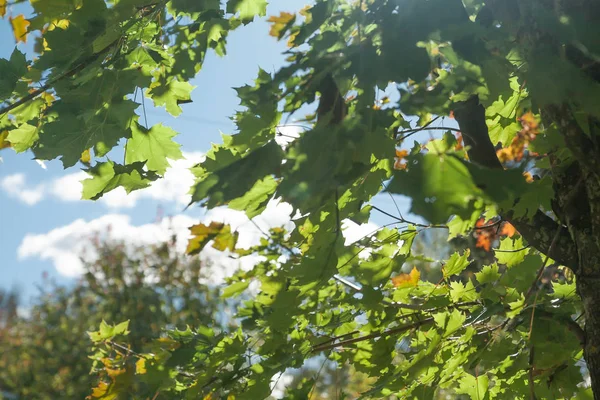 Yaz gökyüzü arka planda Finlandiya karşı yeşil akçaağaç yaprakları.