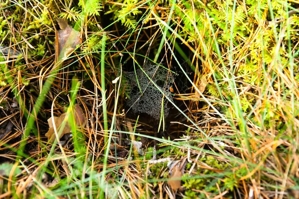 秋天芬兰晨林上的蜘蛛网 — 图库照片