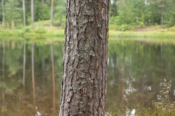 Primer Plano Tronco Pino Con Lago Fondo Otoño Finlandia — Foto de Stock