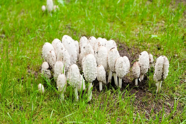 Białych Pieczarek Trawie Parku Finlandii Jesieni — Zdjęcie stockowe