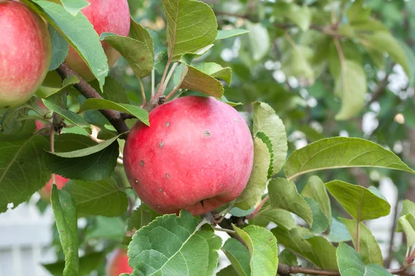 Червоне Яблуко Лопатою Росте Дереві — стокове фото