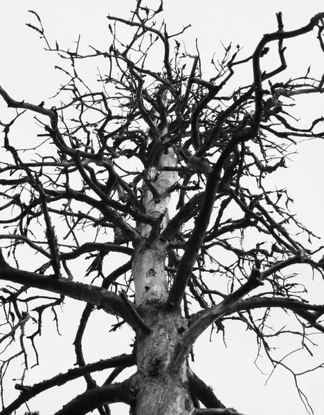 Крупный План Фона Силуэт Ствол Ветви Сухого Мертвого Дерева Белом — стоковое фото