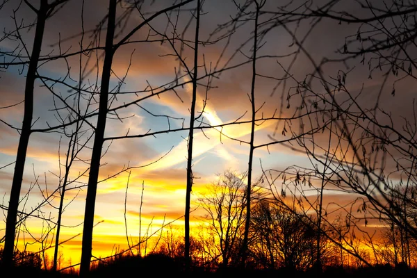 Sagome Rami Albero Senza Foglie Tramonto Colorato Cielo Azzurro Nuvoloso — Foto Stock