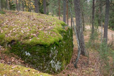 Finlandiya'da bir sonbahar gününde bir ormanda büyük taş.