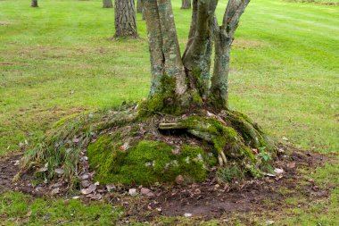 Ağaçların gövdeleri ve Finlandiya'da sonbahar Park'ın bahçesinde taş.