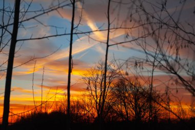 Siluetler renkli günbatımı ve bulutlu mavi gökyüzü ile bir backgrond olarak uçak iz yapraksız ağacı dalı. Sonbahar Finlandiya.