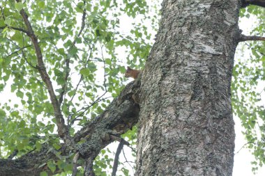Sincap yaz orman Finlandiya gökyüzüne karşı bir ağaçta oturuyor.