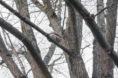 Sincap ile sonbahar orman gökyüzüne karşı ağzına, Finlandiya sonbaharda meşe palamudu bir ağaçta oturuyor.
