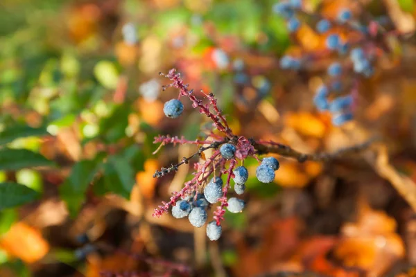 Arbusto Con Bacche Blu Berberi Con Gocce Rugiada Finlandia Autunno — Foto Stock