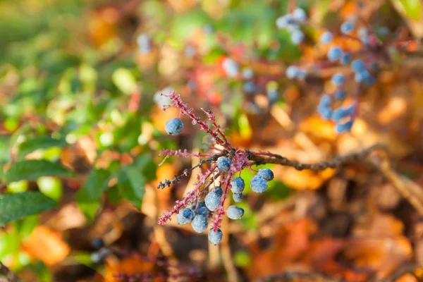 Arbusto Con Bacche Blu Berberi Con Gocce Rugiada Finlandia Autunno — Foto Stock