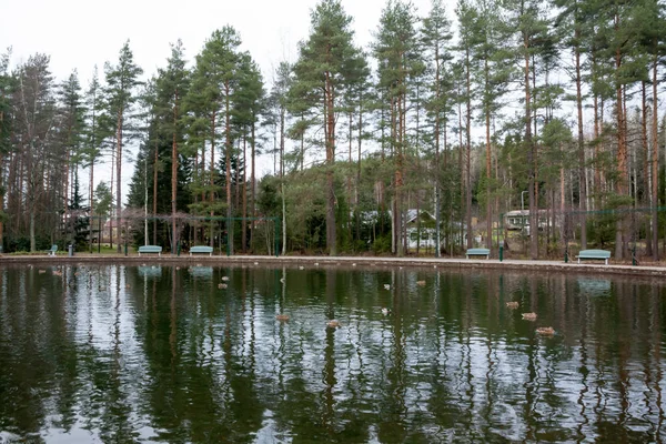 Відображенням Дерева Ставку Качок Фінляндії Осінь — стокове фото