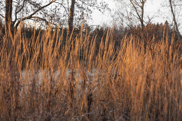 Hermoso Paisaje Otoñal Hierba Seca Aguas Del Río Kymijoki Atardecer — Foto de Stock