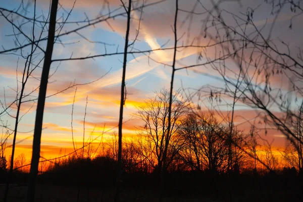 Silhouettes Arbre Sans Feuilles Sur Coucher Soleil Coloré Ciel Bleu — Photo