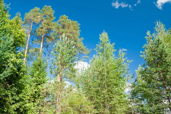 Árboles Verdes Sobre Fondo Cielo Azul Verano Bosque Finlandia — Foto de Stock