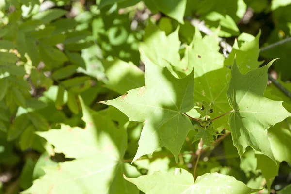 Sfondo Foglia Verde Acero Nella Foresta Estiva Finlandia Texture Naturale — Foto Stock