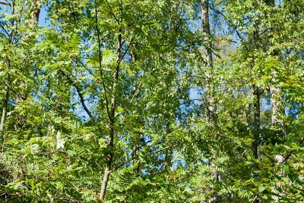 Rowan Hoja Verde Ramas Fondo Bosque Verano Finlandia Textura Natural — Foto de Stock