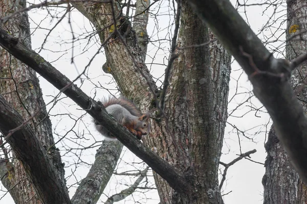 Esquilo Sentado Uma Árvore Com Bolota Boca Floresta Outono Contra — Fotografia de Stock