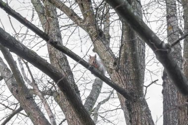 Sincap ile sonbahar orman gökyüzüne karşı ağzına, Finlandiya sonbaharda meşe palamudu bir ağaçta oturuyor.