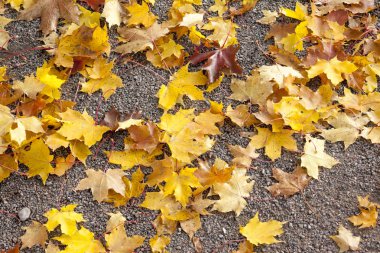 Finlandiya'da geçit üzerinde renkli sonbahar akçaağaç yaprakları