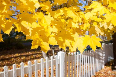 Beyaz çit ve Finlandiya'da sonbahar renkleri ile güzel renkli bir sonbahar manzara