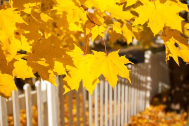 Beyaz çit ve Finlandiya'da sonbahar renkleri ile güzel renkli bir sonbahar manzara