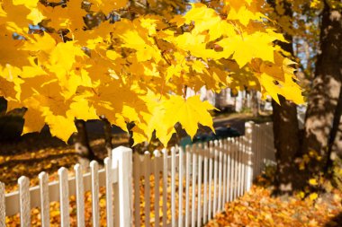 Beyaz çit ve Finlandiya'da sonbahar renkleri ile güzel renkli bir sonbahar manzara