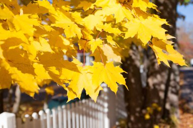Beyaz çit ve Finlandiya'da sonbahar renkleri ile güzel renkli bir sonbahar manzara
