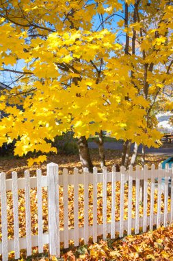 Beyaz çit ve Finlandiya'da sonbahar renkleri ile güzel renkli bir sonbahar manzara