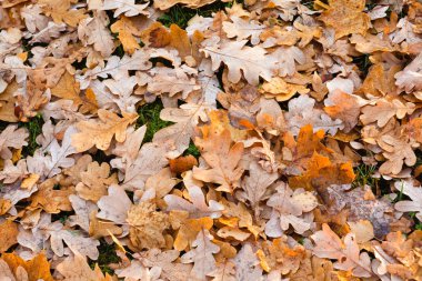 Ormandaki yere düşen meşe yaprakları su damlaları ile ıslak