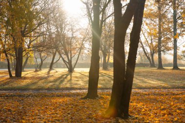 Boş park güneş doğarken bir sisli, sonbahar sabahı