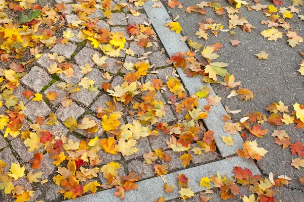 Farbenfrohe Blätter Des Herbst Ahorns Auf Dem Fußweg Finnland — Stockfoto