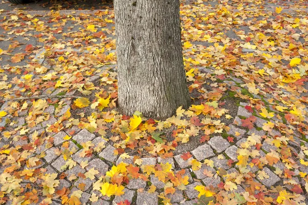 Kleurrijke Herfst Bladeren Van Esdoorn Boomstam Loopbrug Finland — Stockfoto