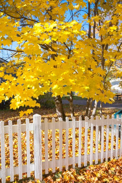 Beyaz çit ve Finlandiya'da sonbahar renkleri ile güzel renkli bir sonbahar manzara