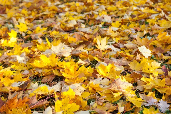 Texture Colorful Yellow Red Autumn Maple Leaves Grass — Stock Photo, Image