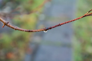 Yağmur damlası dal sonbahar makroda, yakın çekim