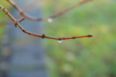 Yağmur damlası dal sonbahar makroda, yakın çekim