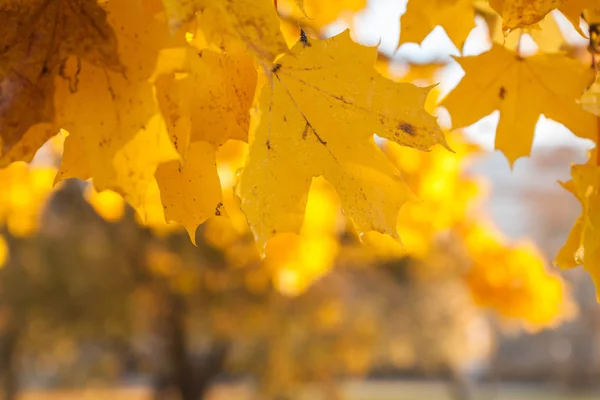 Podzim Parku Mokré Zlatý Javor Listy Slunečním Světle — Stock fotografie