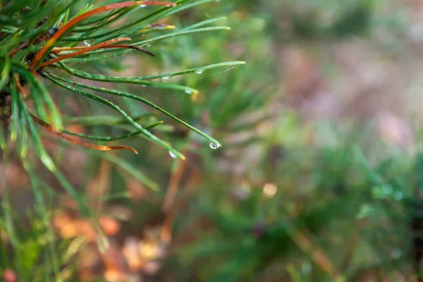 Bright Evergreen Pine Tree Green Needles Branches Rain Drops Cobweb — Stock Photo, Image