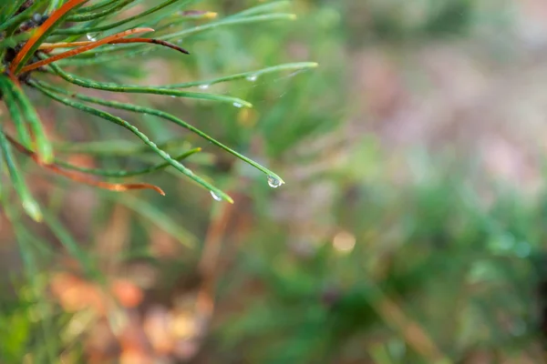 Pinheiro Sempre Verde Brilhante Agulhas Verdes Ramos Com Gotas Chuva — Fotografia de Stock