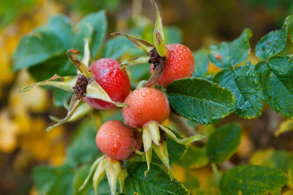 Rosa Canina Rossa Con Gocce Pioggia Rosa Canina Sono Frutti — Foto Stock