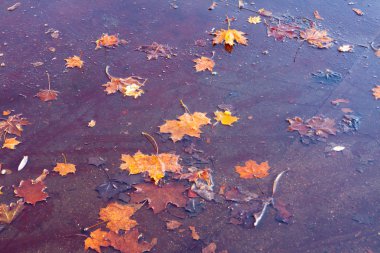 Çamura düşmüş sarı akçaağaç yaprakları. Güzel sonbahar arka plan