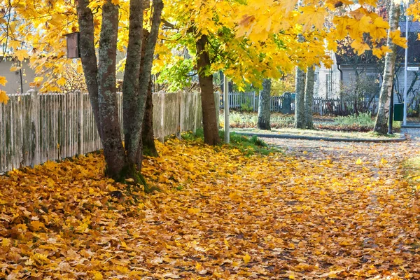 Belle Scène Automne Colorée Avec Vieille Clôture Blanche Couleurs Automne — Photo