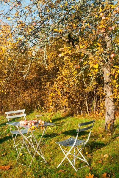 Old garden chairs and table with apples beside an apple tree in autumn