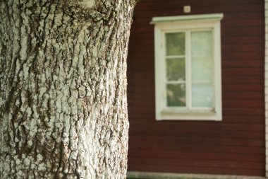 Büyük ağaç gövdesinde kırmızı ahşap evin arka plan.