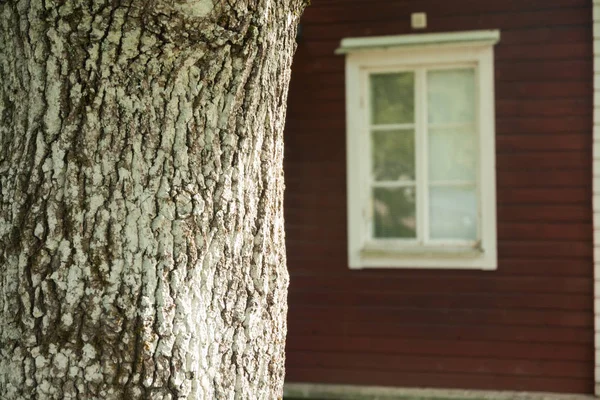 Büyük ağaç gövdesinde kırmızı ahşap evin arka plan.