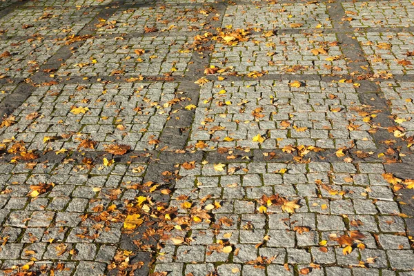 Colorful Autumn Maple Leaves Walkway Finland — Stock Photo, Image