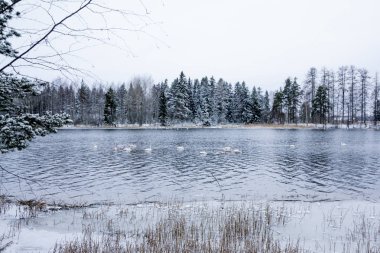 Kış sakin manzara üzerinde beyaz bir kuğu ile bir nehir. Finlandiya, nehir Kymijoki.