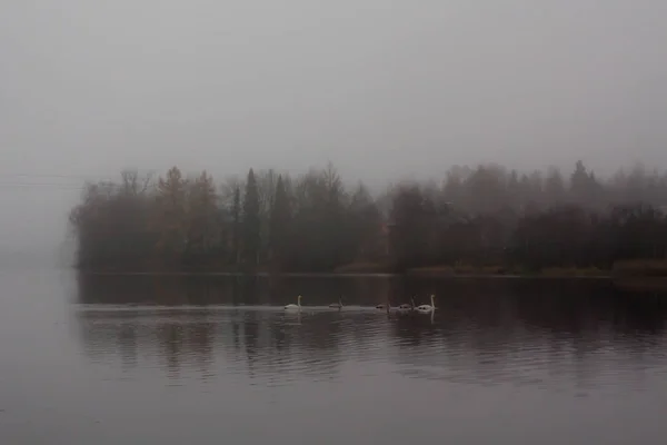 Autumn dark calm landscape on a foggy river with a white swans and trees reflection in water. Finland, river Kymijoki.