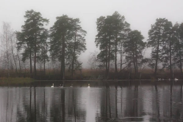 Autumn dark calm landscape on a foggy river with a white swans and trees reflection in water. Finland, river Kymijoki.